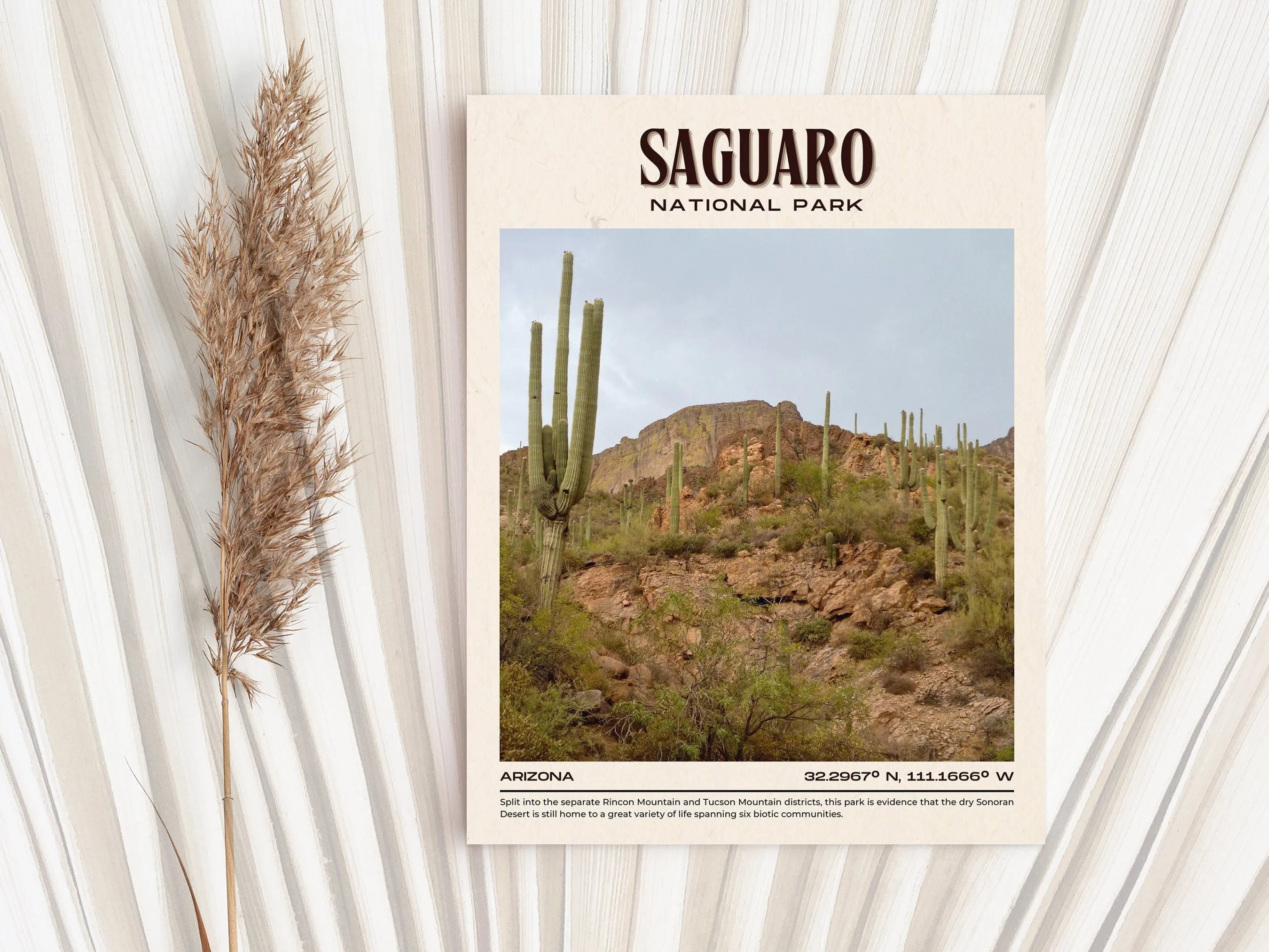 Saguaro National Park Vintage Wall Art, Arizona, USA